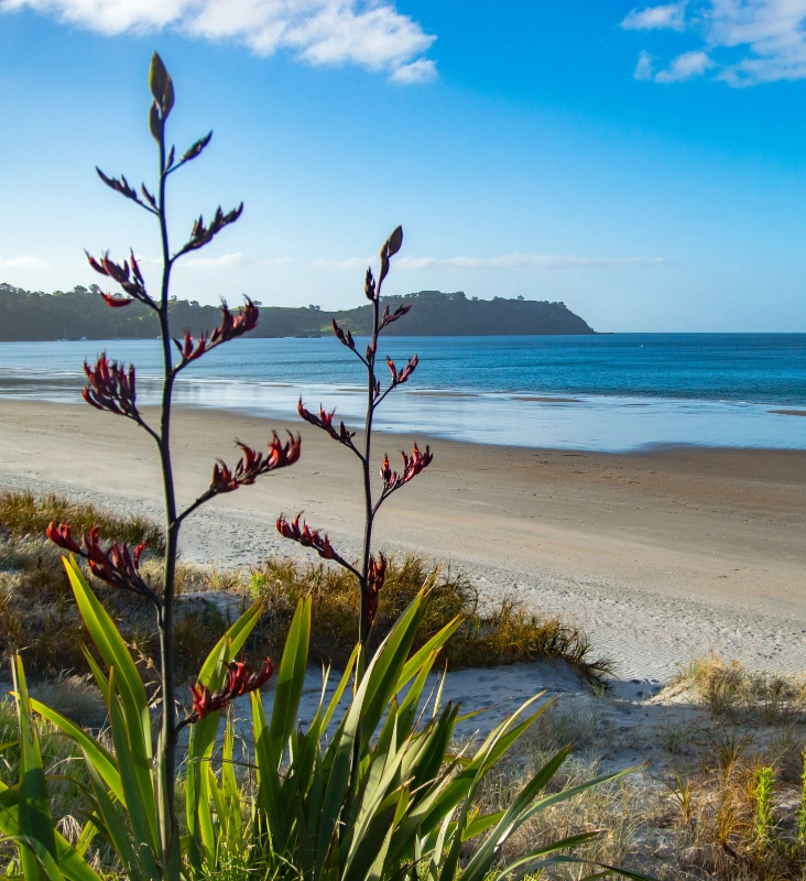 A beach in New Zealand where SpraySafe Re:juve Hypochlorous acid spray (HOCl) is made